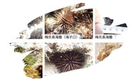 海膽荒礁之海膽大不同 小琉球長海膽的物種多樣性(2025/04/11)圖片